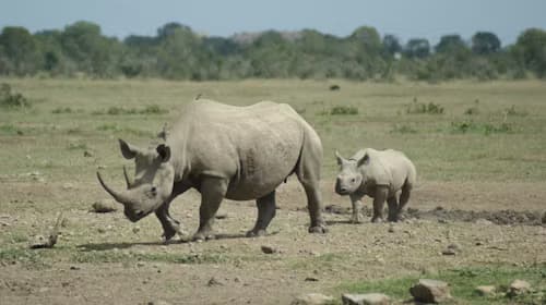 Ol Pejeta Conservancy
