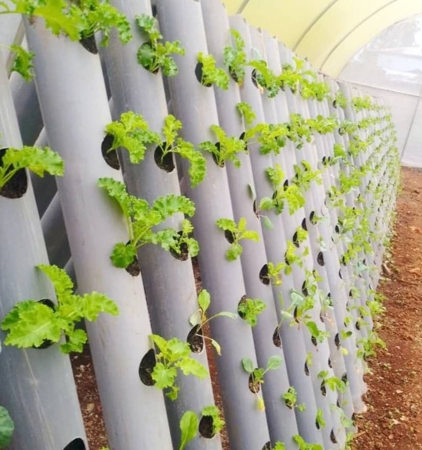 Sustainable Agriculture & Fish Farming Volunteer Program | Empower Rural Communities in Coastal Kenya” 2