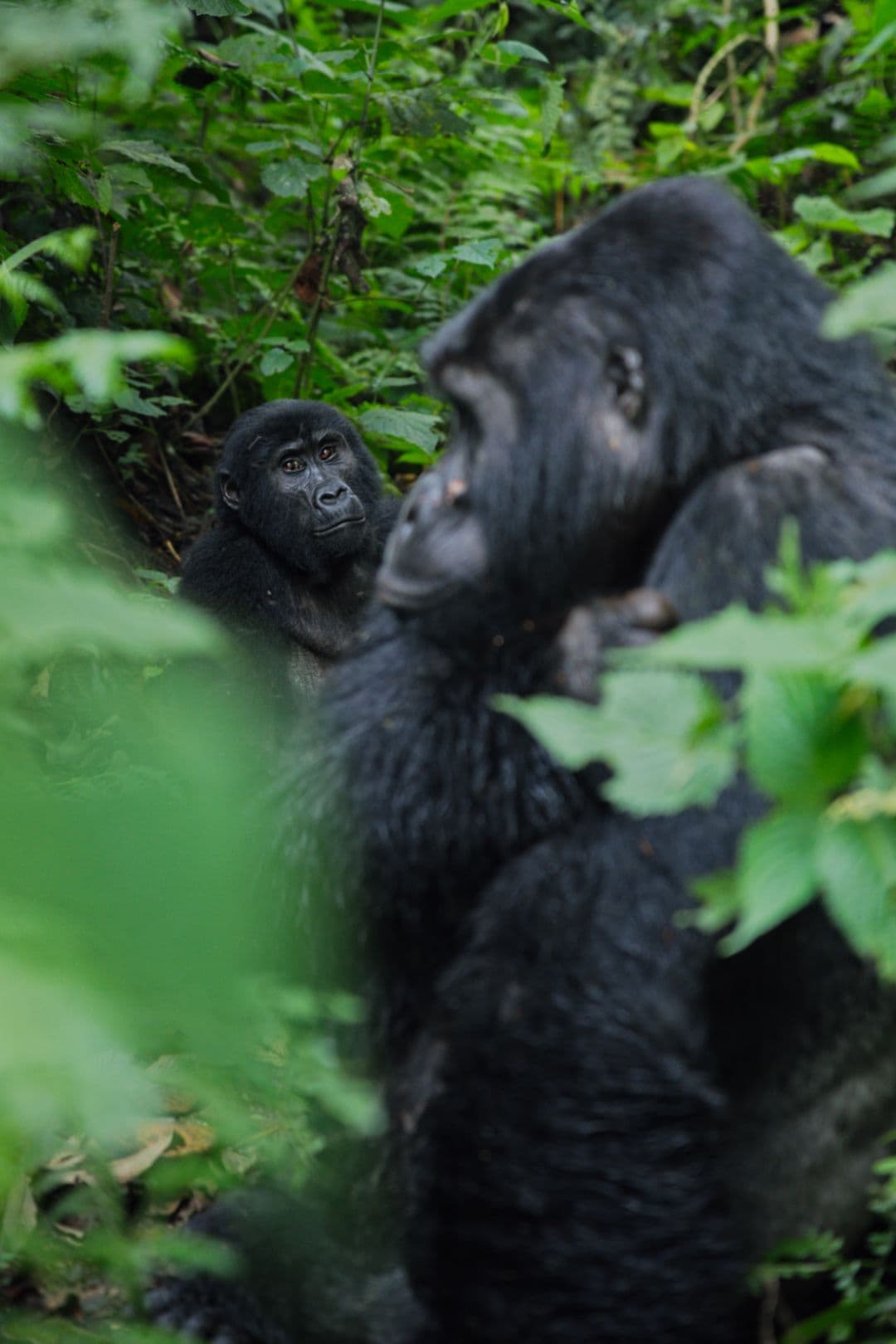 Teach & Empower in Uganda | Volunteer in Education & School Support Programs 5