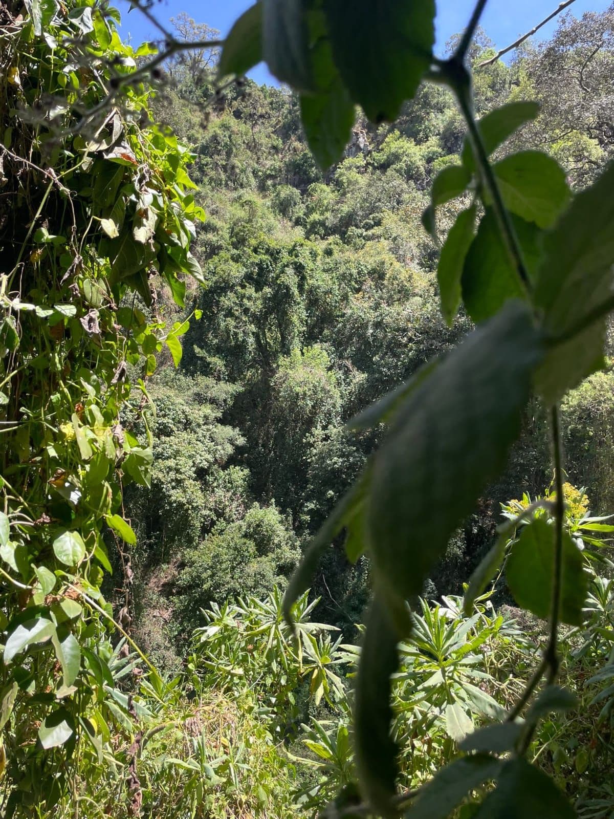 Kiambethu Tea Farm, Limuru