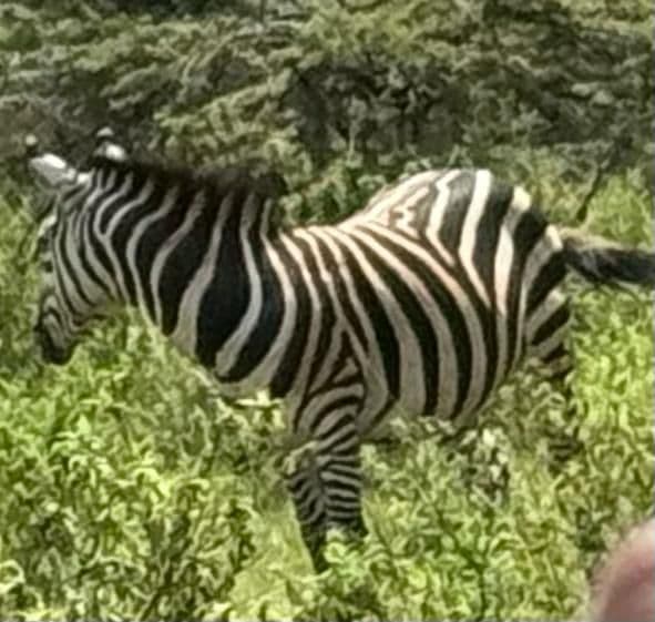 Zebra Package