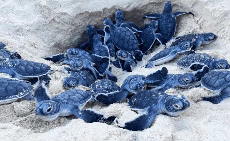 Plastic-Free Ocean Initiative | Environmental Support Volunteer 5