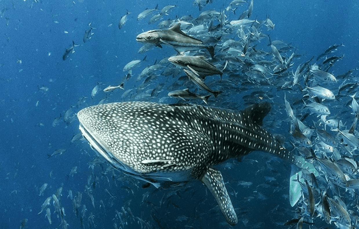 Beach Clean-Up & Marine Conservation 5