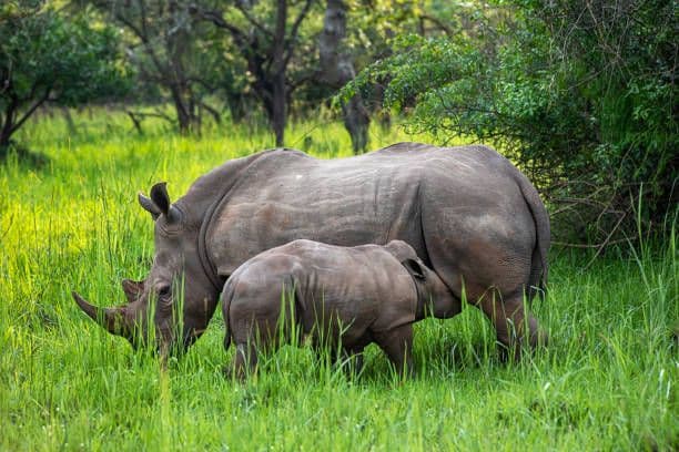 Ziwa Rhino Sanctuary